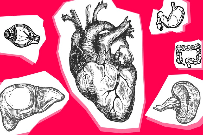 Illustrations of various organs, including a heart, eye, and stomach.